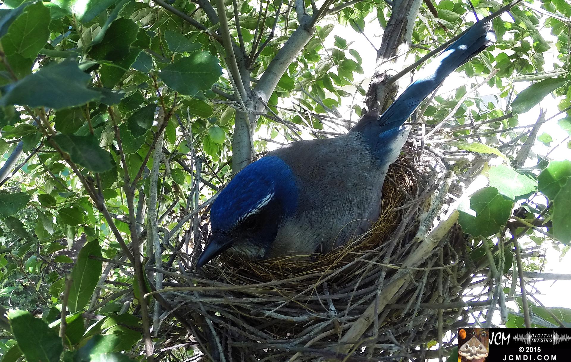 Female Scrub Jay on nest Documentary GoPro Hero3+ Black polecam 4-4-2015 Santa Clarita JCMDI.COM
